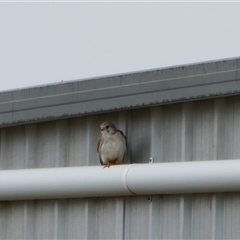 Falco cenchroides (Nankeen Kestrel) at Carrathool, NSW - 25 Sep 2024 by MB