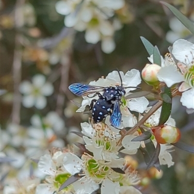 Thyreus lugubris (Domino Cuckoo Bee) at Mount Kembla, NSW - 7 Dec 2023 by BackyardHabitatProject