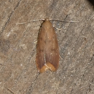 Tachystola acroxantha at Charleys Forest, NSW - 26 Sep 2024