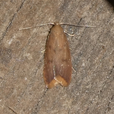 Tachystola acroxantha (A Concealer moth) at Charleys Forest, NSW - 26 Sep 2024 by arjay