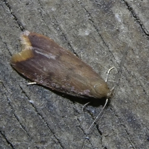 Tachystola acroxantha at Charleys Forest, NSW - 26 Sep 2024