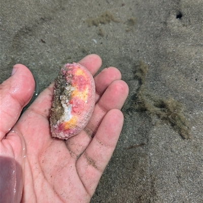 Unverified Sea Cucumber at Dundowran Beach, QLD - 26 Sep 2024 by BlueBowerArt