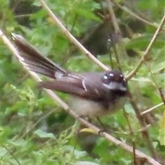 Rhipidura albiscapa (Grey Fantail) at Kangaroo Valley, NSW - 26 Sep 2024 by lbradley