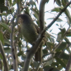 Ptilonorhynchus violaceus (Satin Bowerbird) at Kangaroo Valley, NSW - 27 Sep 2024 by lbradley