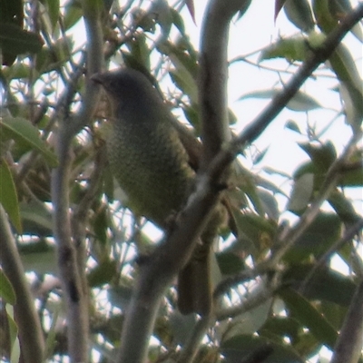 Ptilonorhynchus violaceus (Satin Bowerbird) at Kangaroo Valley, NSW - 26 Sep 2024 by lbradley