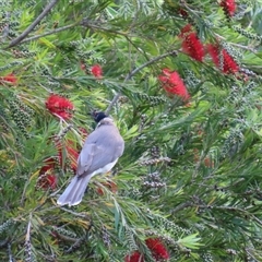 Philemon corniculatus (Noisy Friarbird) at Kangaroo Valley, NSW - 27 Sep 2024 by lbradley