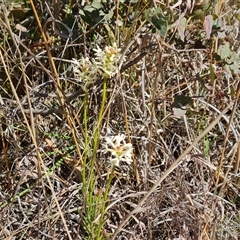 Stackhousia monogyna (Creamy Candles) at Fadden, ACT - 27 Sep 2024 by Mike