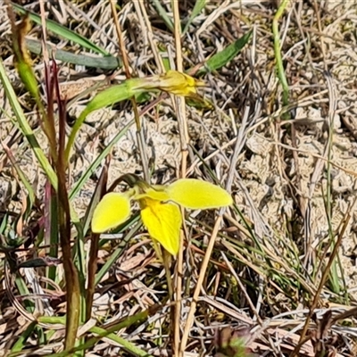 Diuris chryseopsis (Golden Moth) at Fadden, ACT - 27 Sep 2024 by Mike