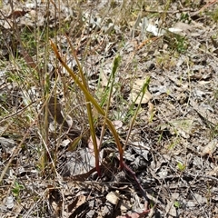 Thelymitra sp. (A Sun Orchid) at Fadden, ACT - 27 Sep 2024 by Mike