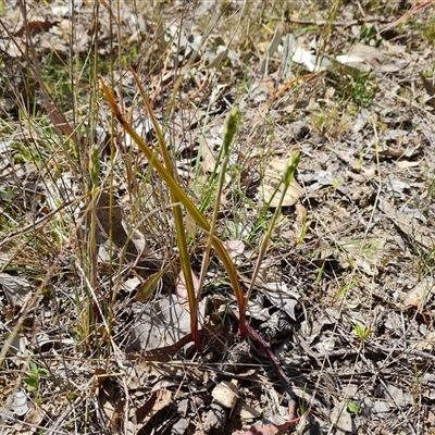 Thelymitra sp. (A Sun Orchid) at Fadden, ACT - 27 Sep 2024 by Mike