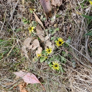 Arctotheca calendula at Fadden, ACT - 27 Sep 2024