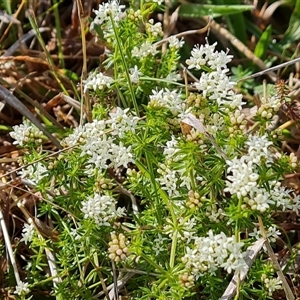 Asperula conferta at O'Malley, ACT - 27 Sep 2024