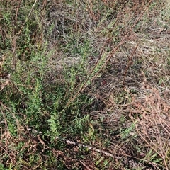 Hypericum perforatum (St John's Wort) at O'Malley, ACT - 27 Sep 2024 by Mike