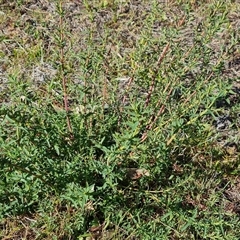 Hypericum perforatum at O'Malley, ACT - 27 Sep 2024 08:41 AM