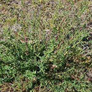 Hypericum perforatum at O'Malley, ACT - 27 Sep 2024 08:41 AM