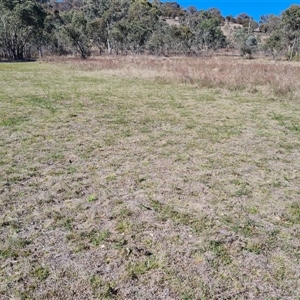 Hypericum perforatum at O'Malley, ACT - 27 Sep 2024 08:41 AM