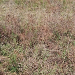 Hypericum perforatum at O'Malley, ACT - 27 Sep 2024 08:41 AM