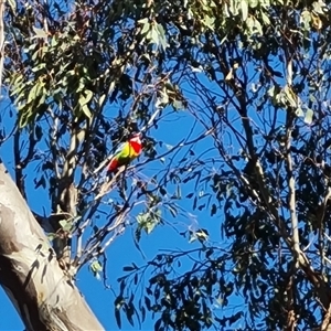 Platycercus eximius at O'Malley, ACT - 27 Sep 2024 08:09 AM