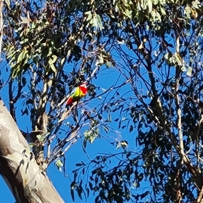 Platycercus eximius (Eastern Rosella) at O'Malley, ACT - 26 Sep 2024 by Mike