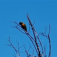 Trichoglossus moluccanus (Rainbow Lorikeet) at O'Malley, ACT - 26 Sep 2024 by Mike