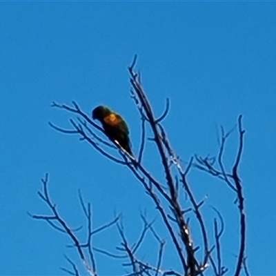 Trichoglossus moluccanus (Rainbow Lorikeet) at O'Malley, ACT - 26 Sep 2024 by Mike