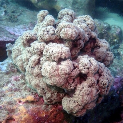 Dendronephthya australis (Cauliflower Soft Coral) at  - suppressed by MichaelBedingfield