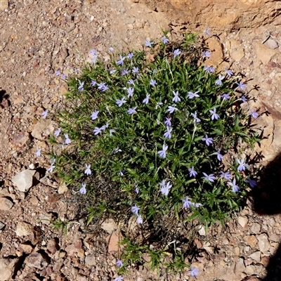 Isotoma petraea (Rock Isotome) at Quilpie, QLD - 19 Aug 2024 by Paul4K