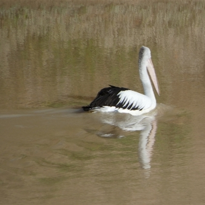 Pelecanus conspicillatus (Australian Pelican) at Windorah, QLD - 19 Aug 2024 by Paul4K