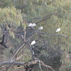 Platalea flavipes (Yellow-billed Spoonbill) at Windorah, QLD - 19 Aug 2024 by Paul4K