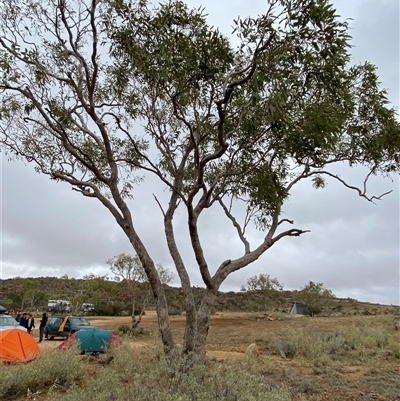 Corymbia terminalis (Northern Bloodwood, Desert Bloodwood) at Tibooburra, NSW - 30 Jun 2024 by Tapirlord