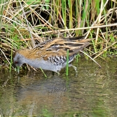 Zapornia pusilla (Baillon's Crake) at Strathnairn, ACT - 27 Sep 2024 by Thurstan