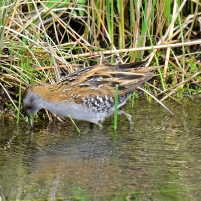 Zapornia pusilla (Baillon's Crake) at Strathnairn, ACT - 27 Sep 2024 by Thurstan