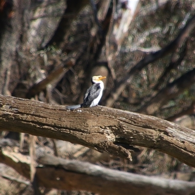 Microcarbo melanoleucos (Little Pied Cormorant) at Darlington Point, NSW - 22 Sep 2024 by MB