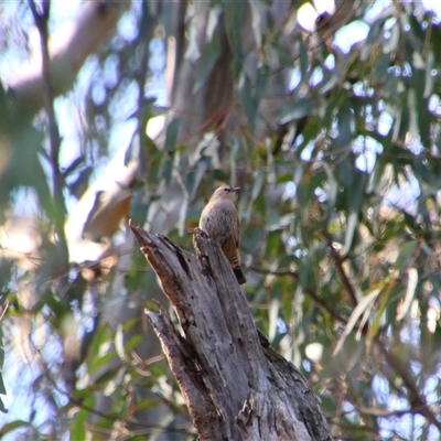 Climacteris picumnus picumnus (Brown Treecreeper) at Benerembah, NSW - 23 Sep 2024 by MB