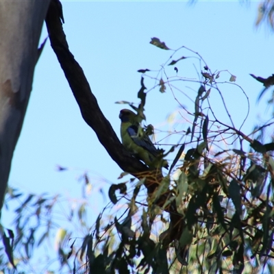 Platycercus elegans flaveolus (Yellow Rosella) at Benerembah, NSW - 22 Sep 2024 by MB