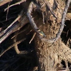 Todiramphus sanctus (Sacred Kingfisher) at Darlington Point, NSW - 22 Sep 2024 by MB