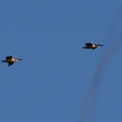 Pelecanus conspicillatus (Australian Pelican) at Darlington Point, NSW - 22 Sep 2024 by MB