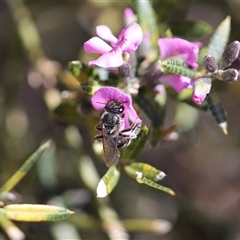 Lasioglossum (Chilalictus) sp. (genus & subgenus) (Halictid bee) at Moollattoo, NSW - 22 Sep 2024 by PaperbarkNativeBees