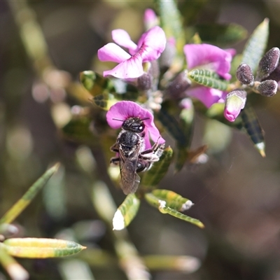 Lasioglossum (Chilalictus) sp. (genus & subgenus) (Halictid bee) at Moollattoo, NSW - 22 Sep 2024 by PaperbarkNativeBees