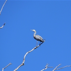 Egretta novaehollandiae (White-faced Heron) at Benerembah, NSW - 22 Sep 2024 by MB