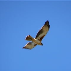 Hieraaetus morphnoides (Little Eagle) at Darlington Point, NSW - 23 Sep 2024 by MB