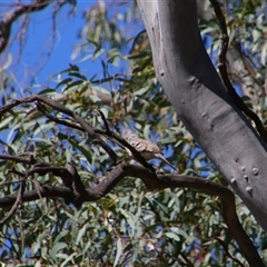 Geopelia placida (Peaceful Dove) at Benerembah, NSW - 23 Sep 2024 by MB