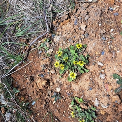 Arctotheca calendula (Capeweed, Cape Dandelion) at Watson, ACT - 27 Sep 2024 by abread111