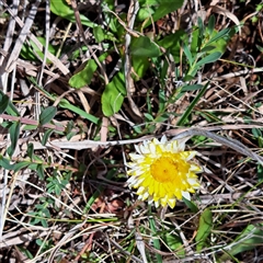 Leucochrysum albicans subsp. albicans (Hoary Sunray) at Watson, ACT - 27 Sep 2024 by abread111