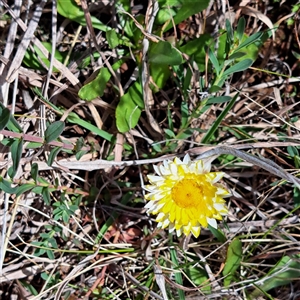 Leucochrysum albicans subsp. albicans at Watson, ACT - 27 Sep 2024 12:17 PM