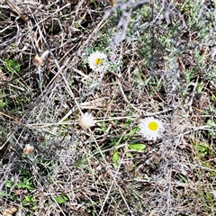 Leucochrysum albicans subsp. albicans at Watson, ACT - 27 Sep 2024 12:17 PM