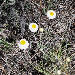 Leucochrysum albicans subsp. albicans at Watson, ACT - 27 Sep 2024 12:17 PM