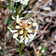 Stackhousia monogyna (Creamy Candles) at Watson, ACT - 27 Sep 2024 by abread111