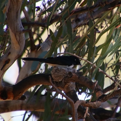 Rhipidura leucophrys (Willie Wagtail) at Darlington Point, NSW - 23 Sep 2024 by MB