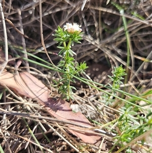 Asperula conferta at Burra, NSW - 27 Sep 2024